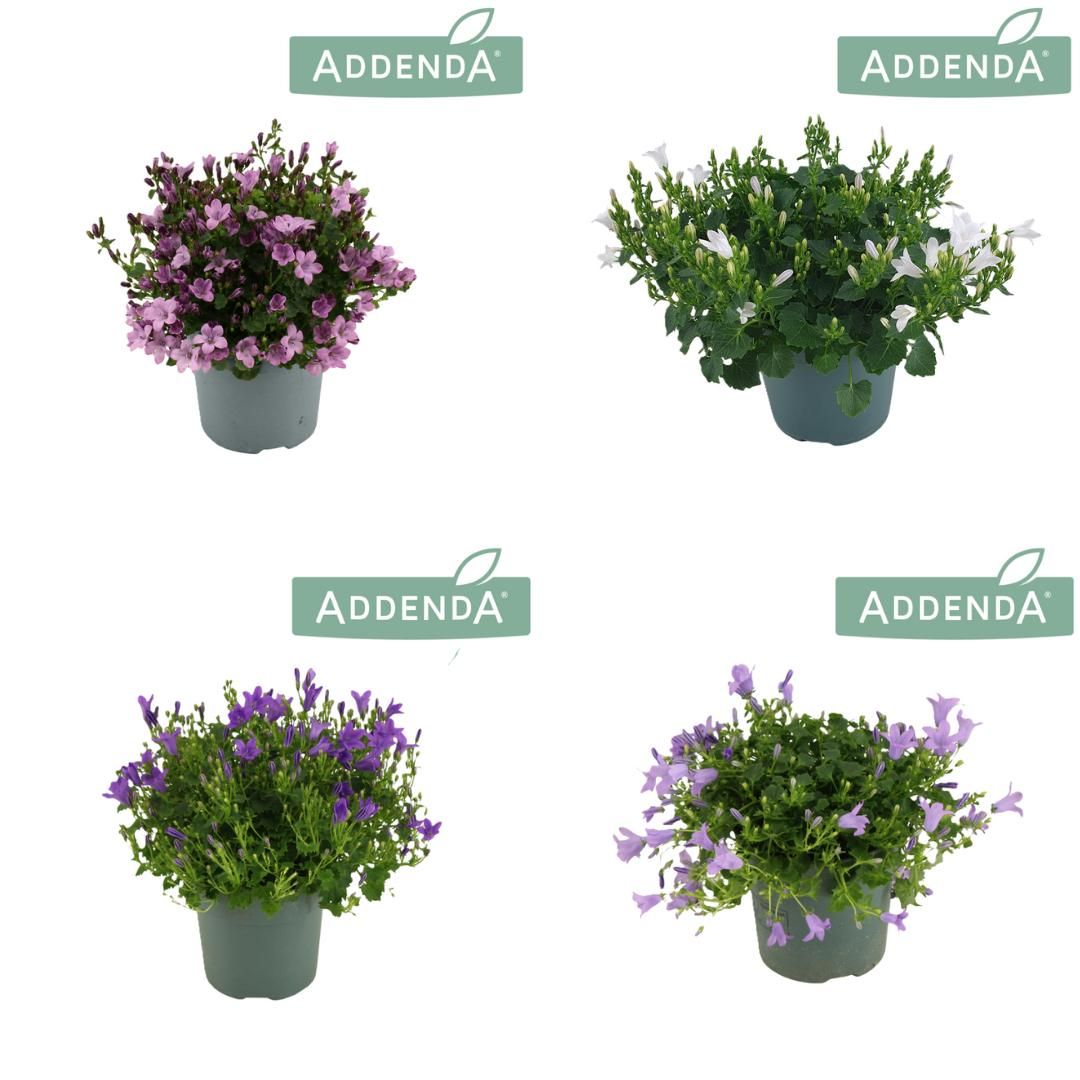 Campanula Addenda Mix 3-4 kleuren MixKar, D 10,5