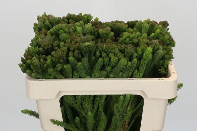 Бруния Альбифлора 50, шт.