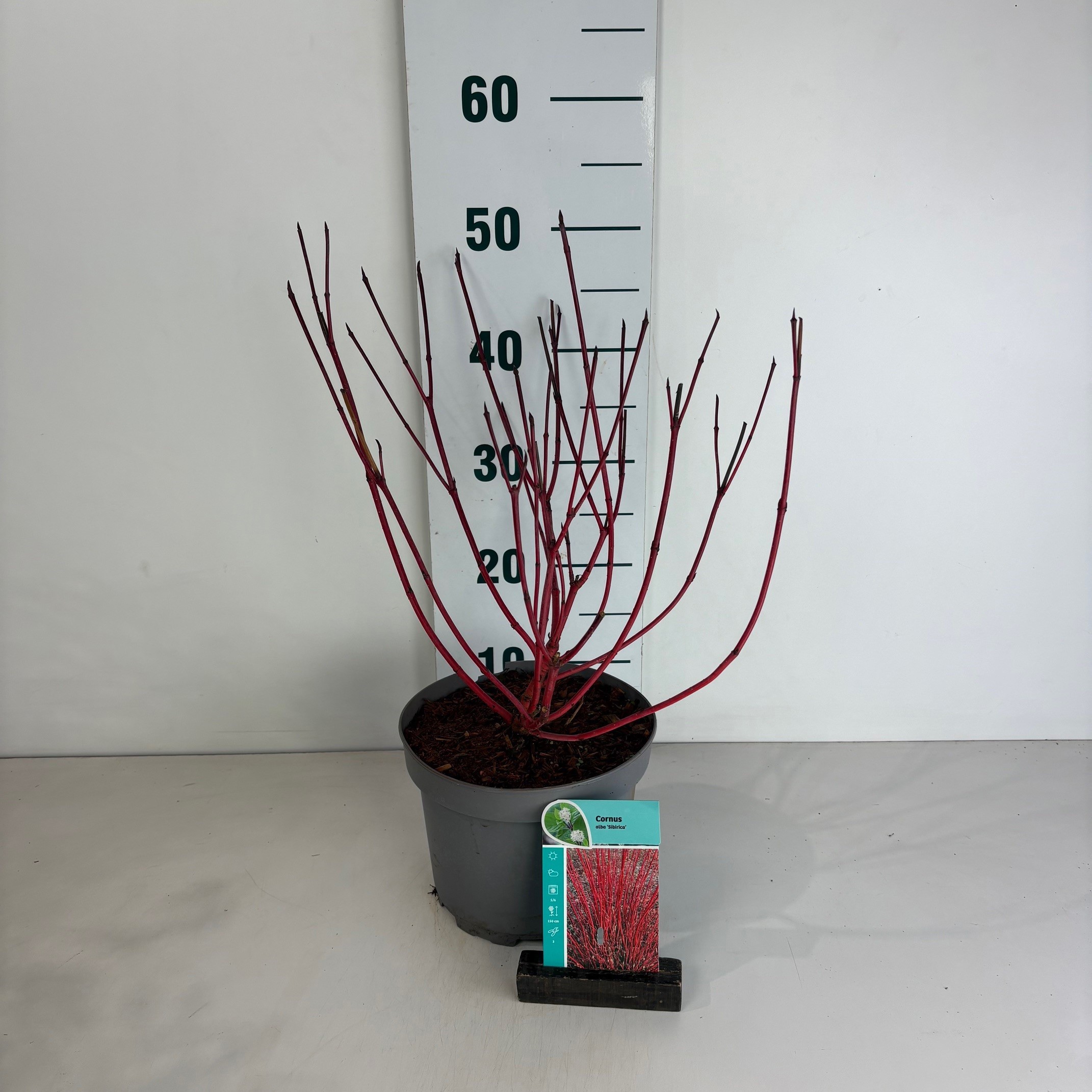 Cornus alba Sibirica, D 20