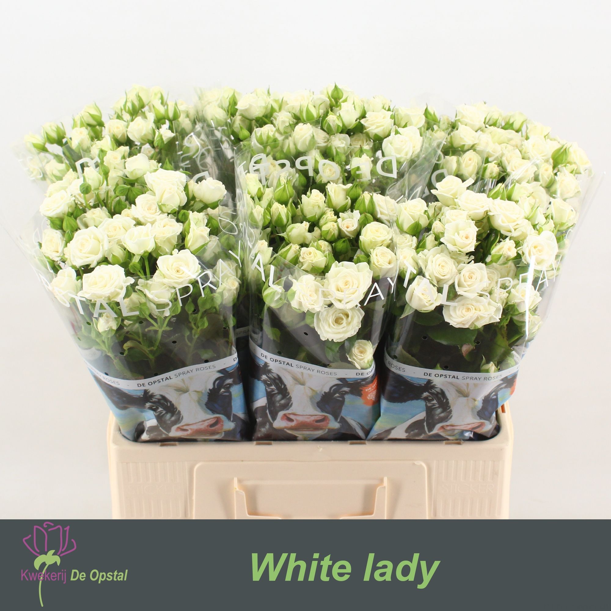 Роза куст. Вайт Леди 60, шт.