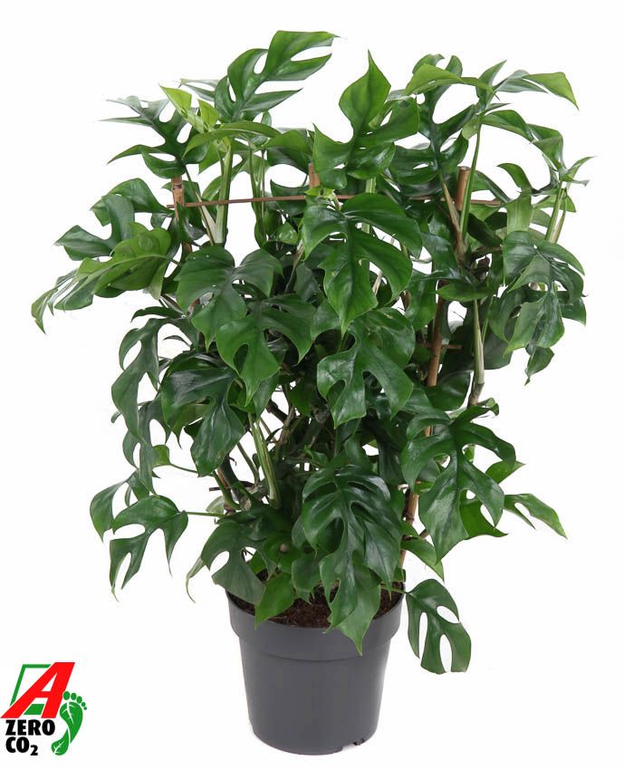 Monstera Minima op rek P19 (NO GAP), D 19