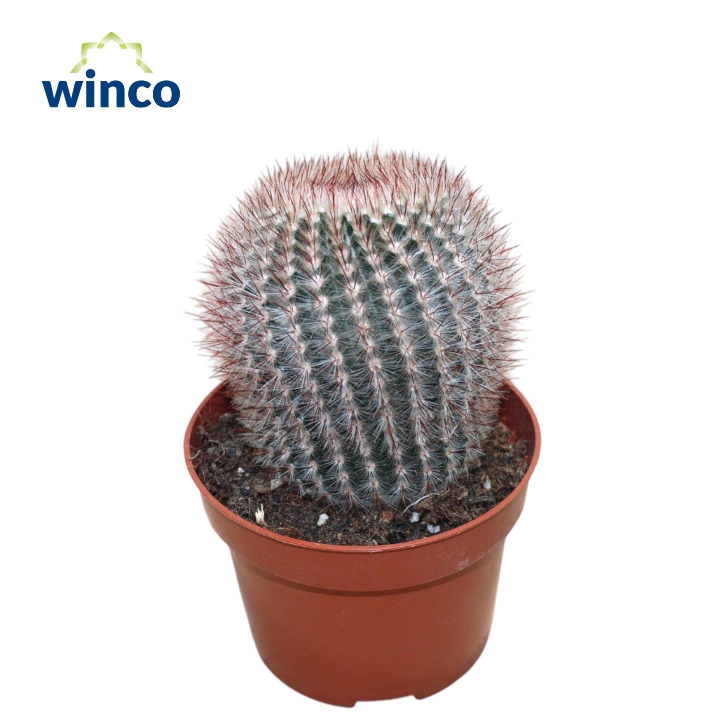 Notocactus Scopa Rubra, D 10,5 cm