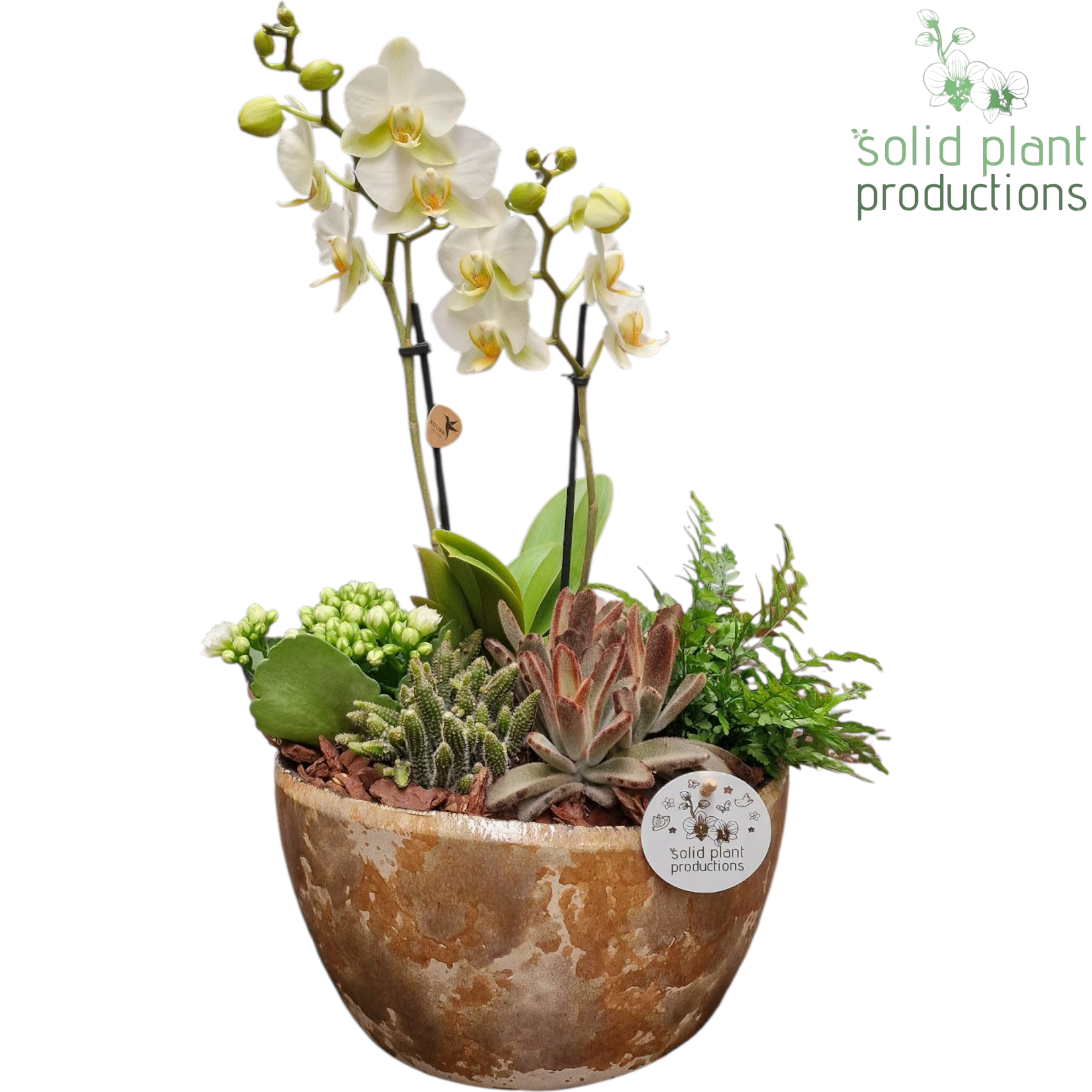 PH084 Olivia Taupe Phalaenopsis, D 24