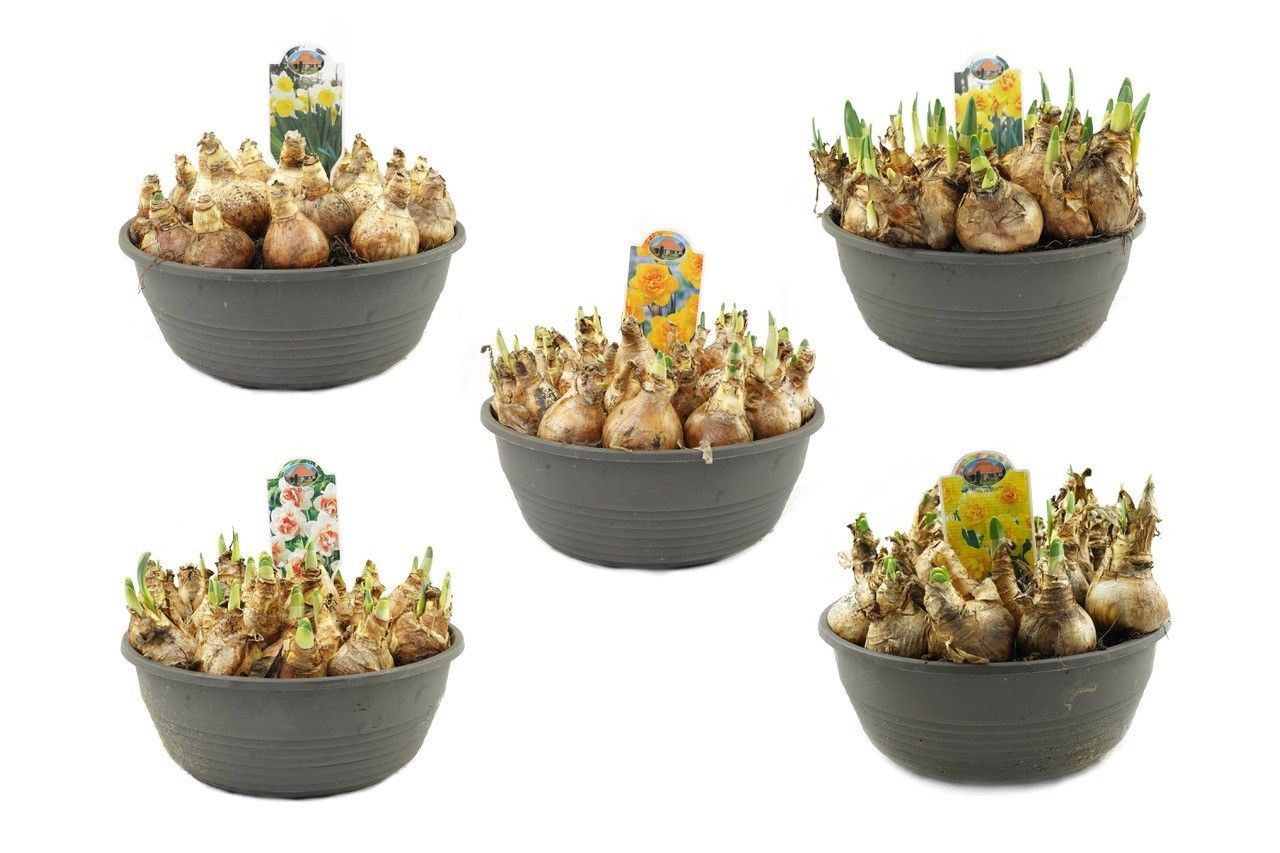 Narcis in 27cm schaal, mix per laag, D 27 cm