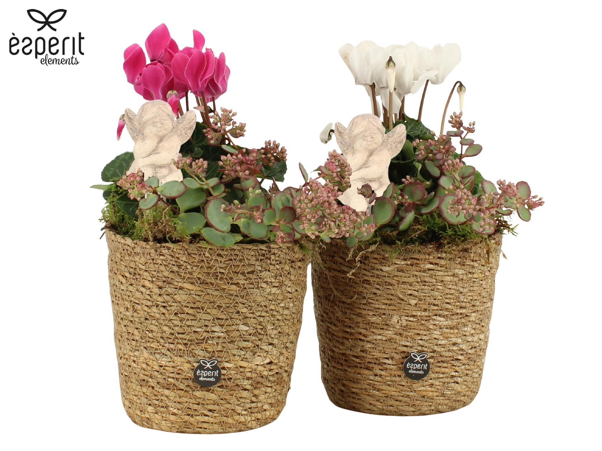 41850: All Saints arrangement, D 12