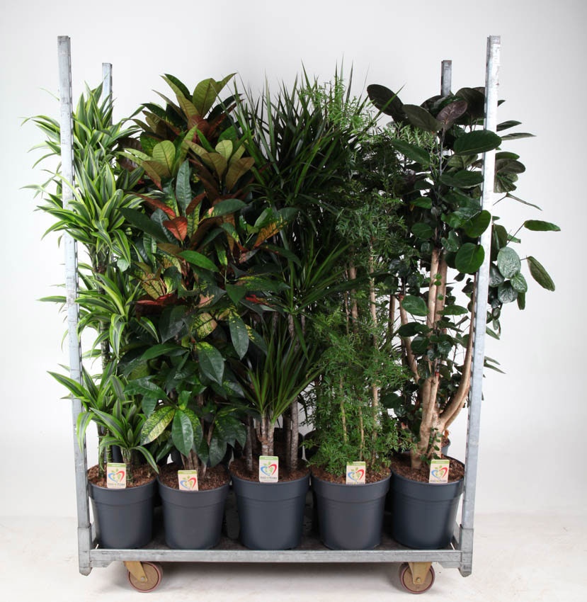 Mix Winter Promo 11, D 31