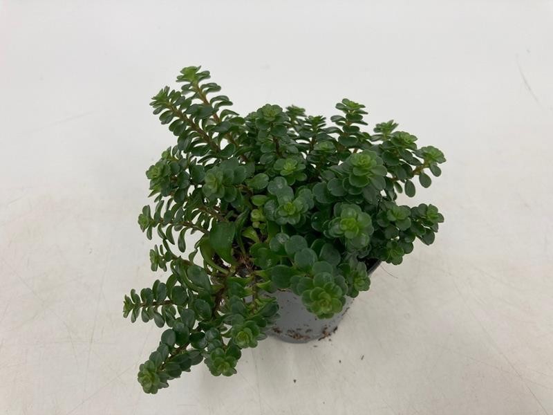 SEDUM MAKINOI 'KOSMOS', D 6