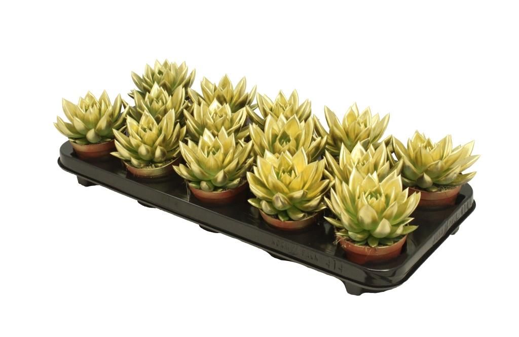 Miranda coloured gold, D 8,5