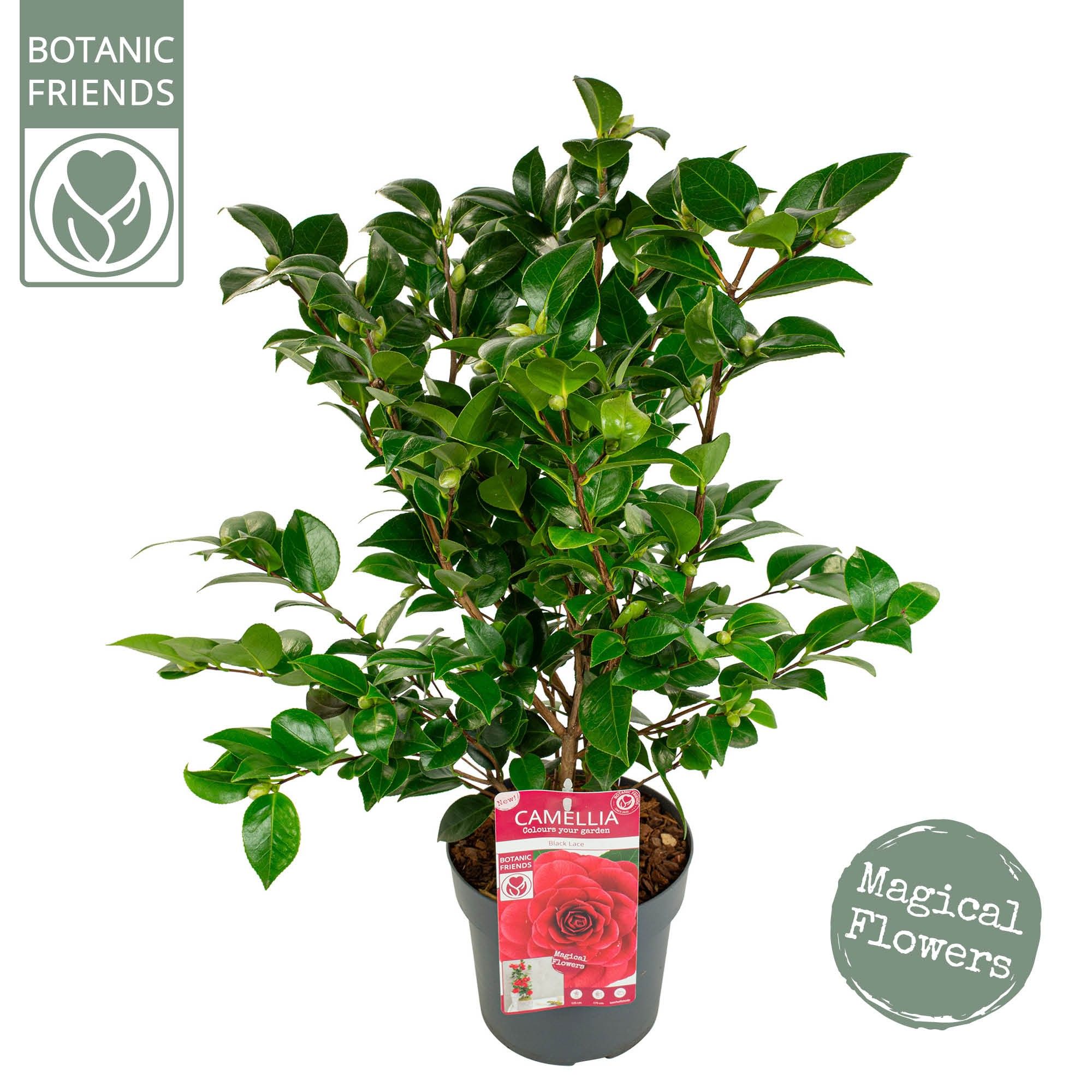 Camellia jap. 'Black Lace', D 19