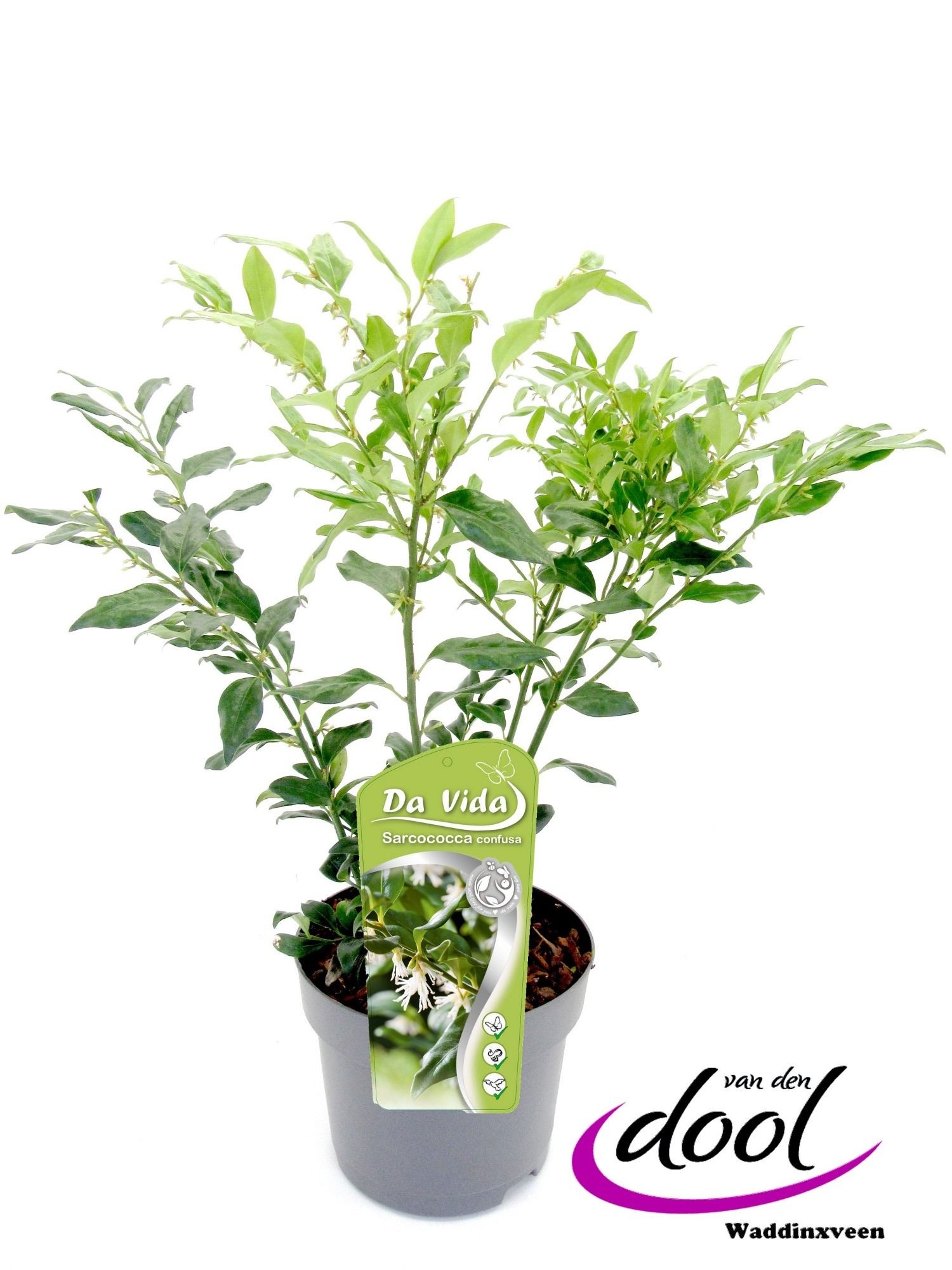 Sarcococca confusa, D 19