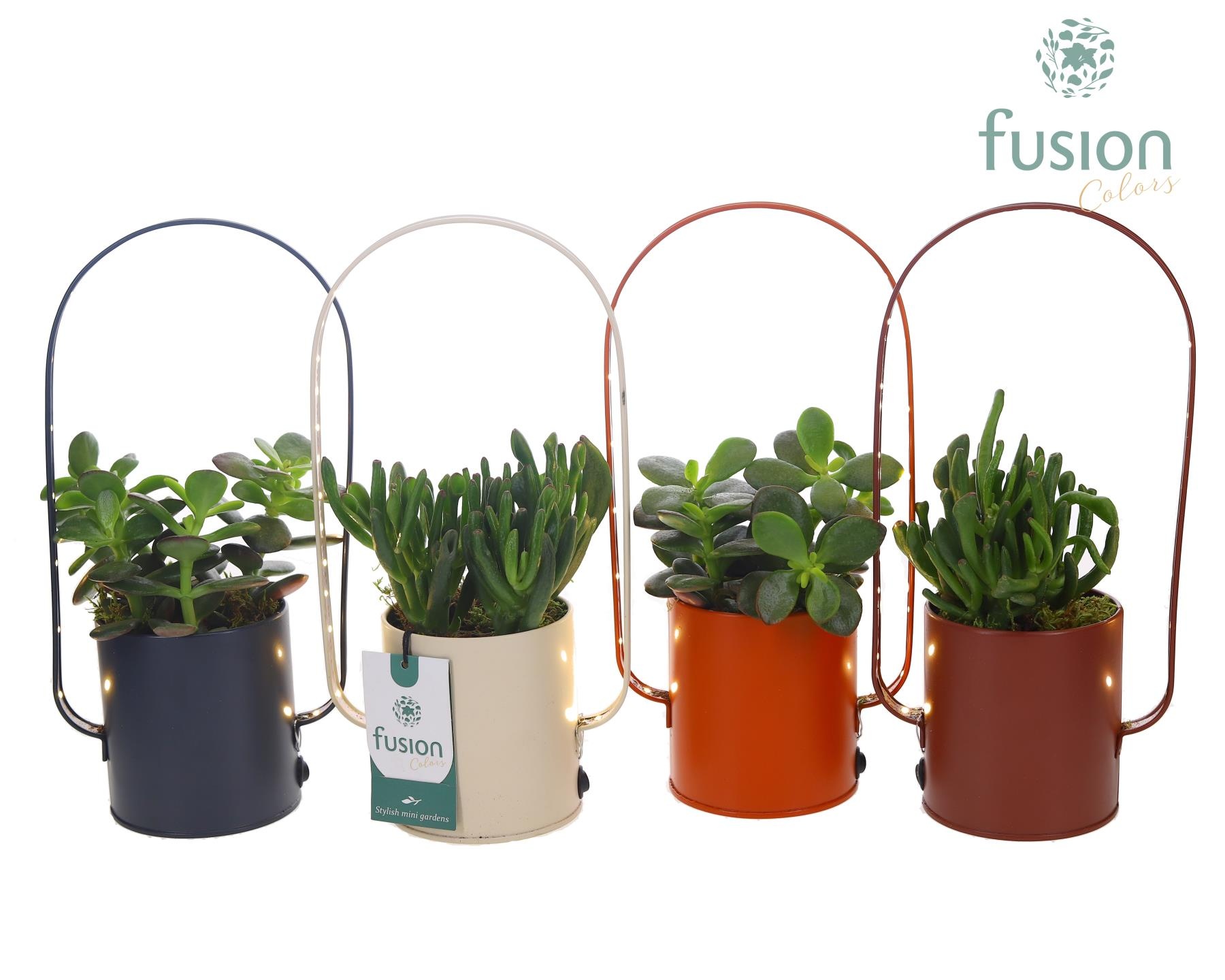 LED planter zink boog met Succulenten mix, D 9 cm