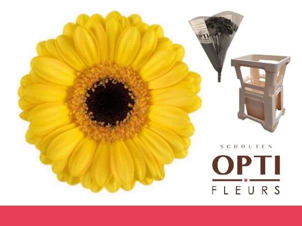 Гермини Дельмонте, шт.