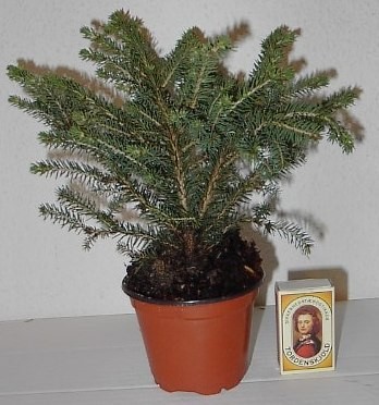 PICEA ABIES 'NIDIFORMIS', D 9 cm