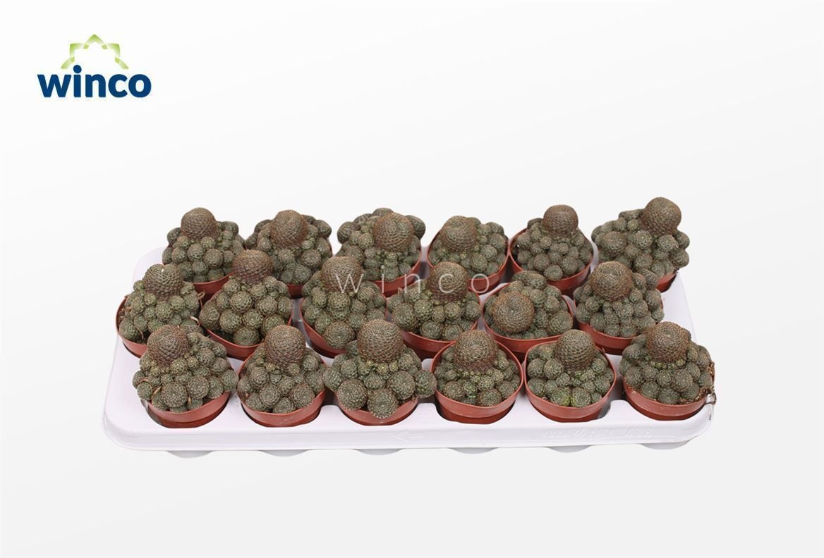 Rebutia Condorensis, D 8,5 cm