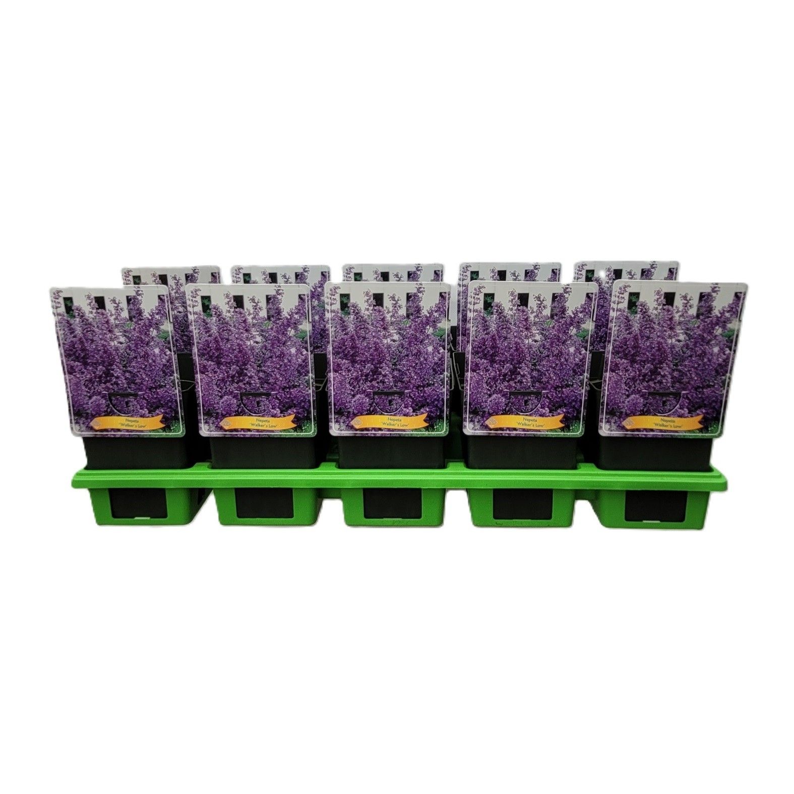 Nepeta 'Walker's Low' P11, D 11