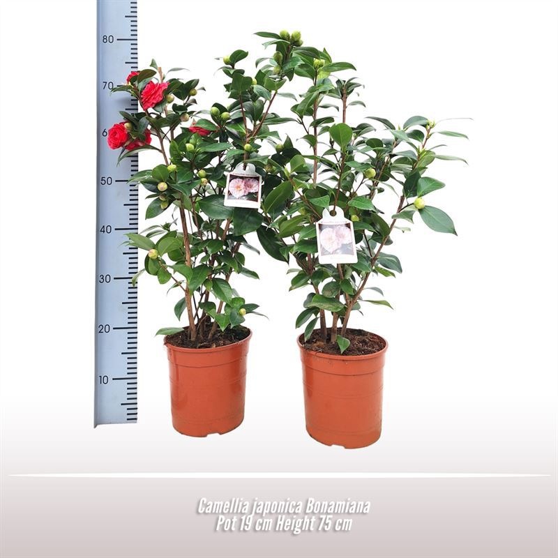 Camellia japonica Bonamiana, D 19