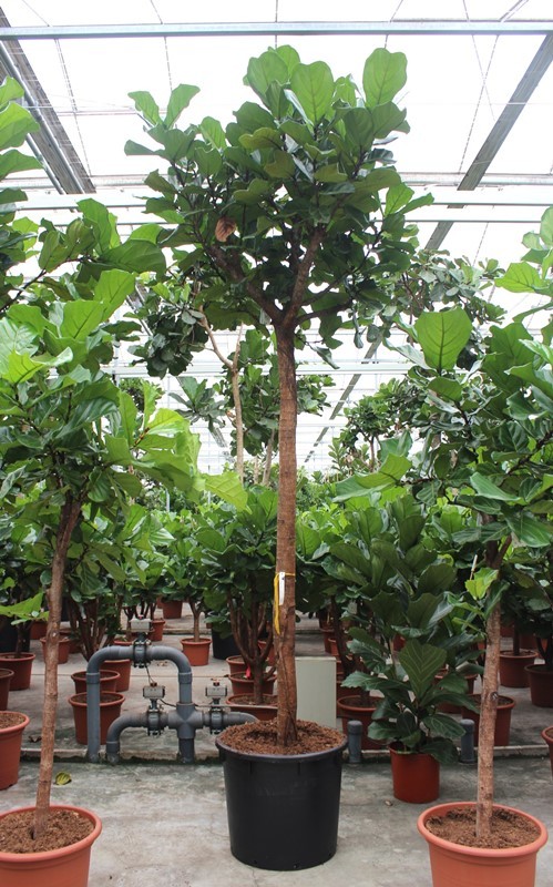 Ficus lyrata, D 70