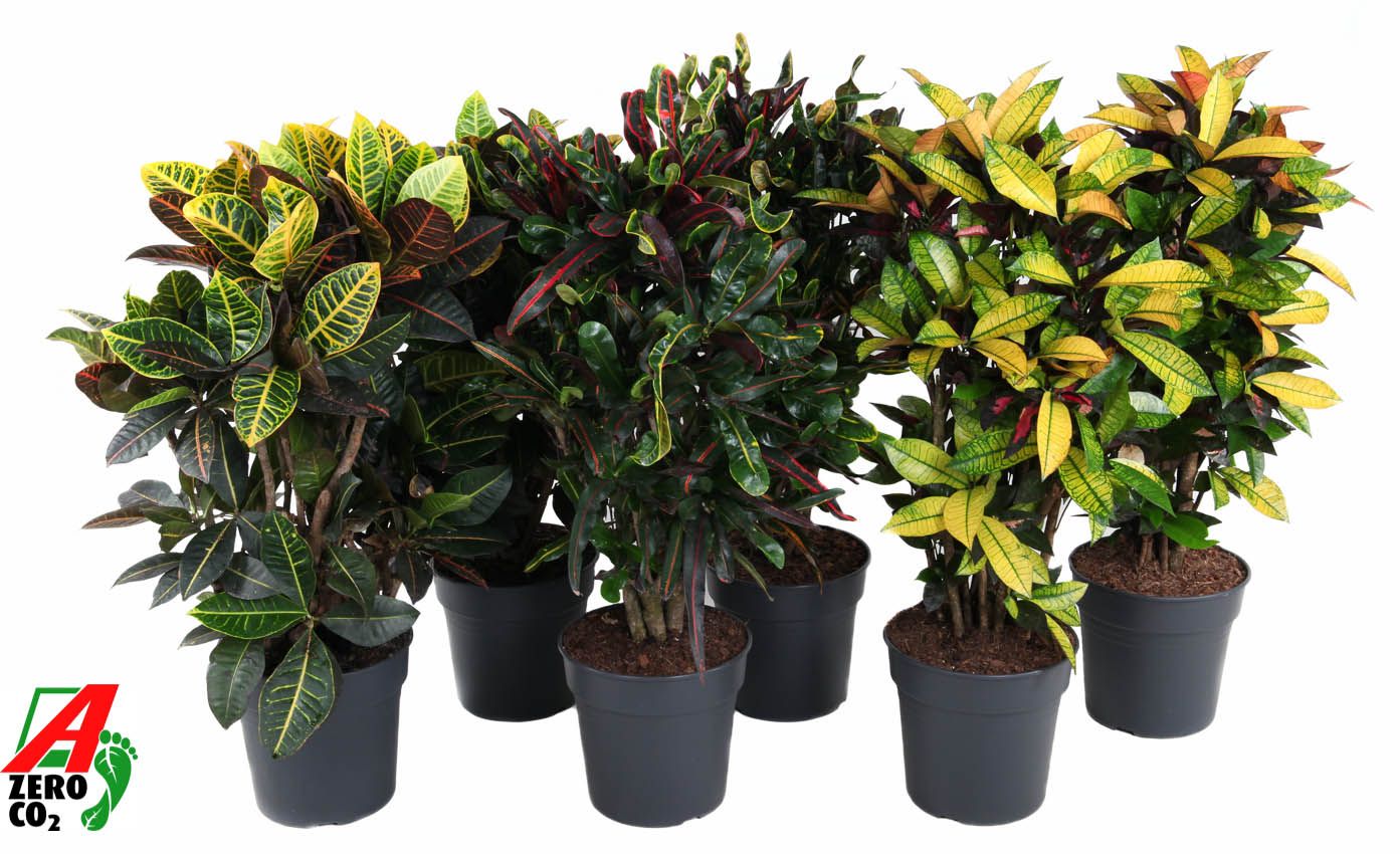 Mix Codiaeum p27, D 27 cm