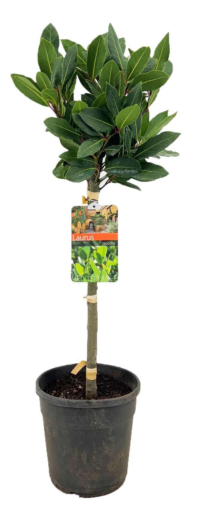 Laurus nobilis, D 21