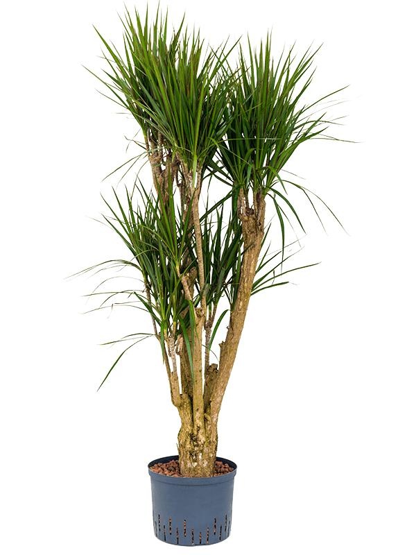 Dracaena marginata, D 25 cm