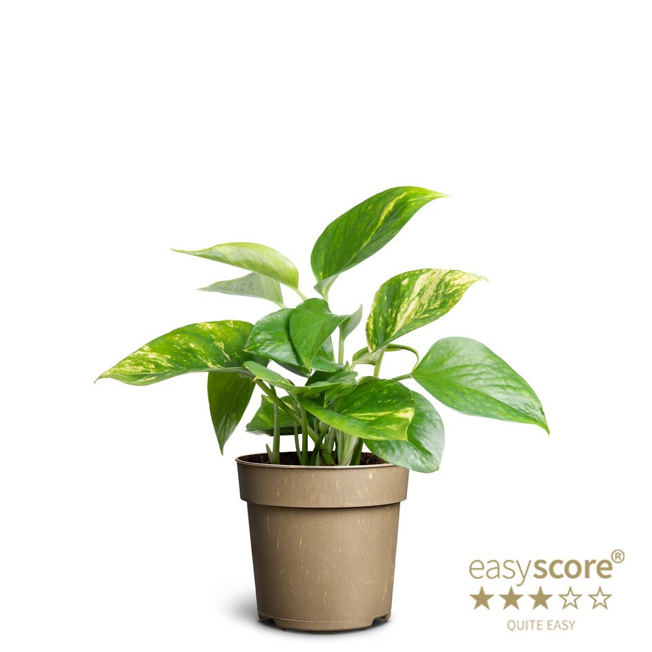 EPIPREMNUM AUREUM, D 11