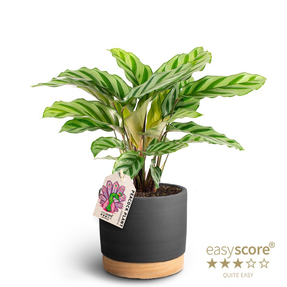 Woodbase Liqurice, Calathea Freddy, D 12 cm