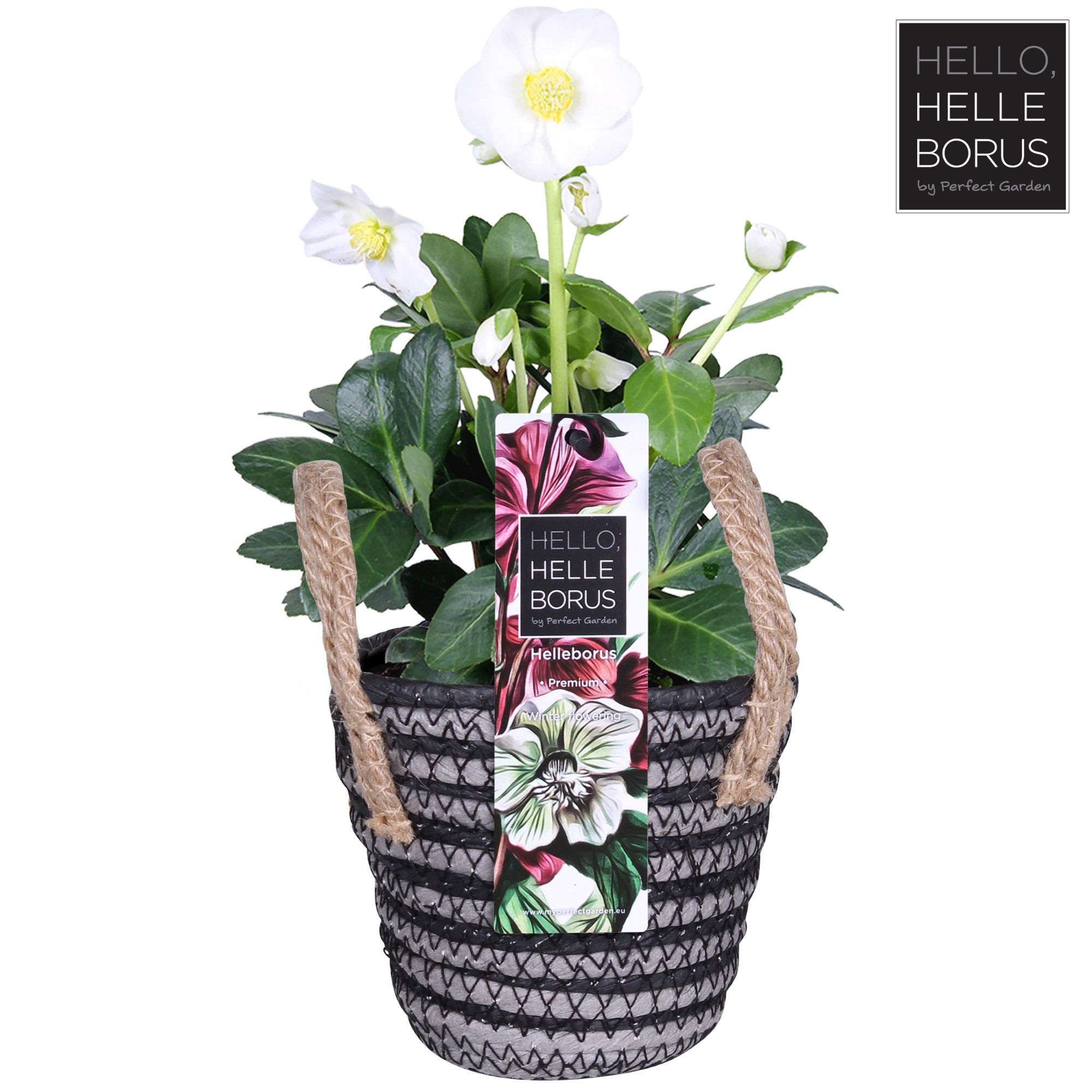 Helleborus niger 'Christmas Carol' P12 (Handle basket series), D 12 cm