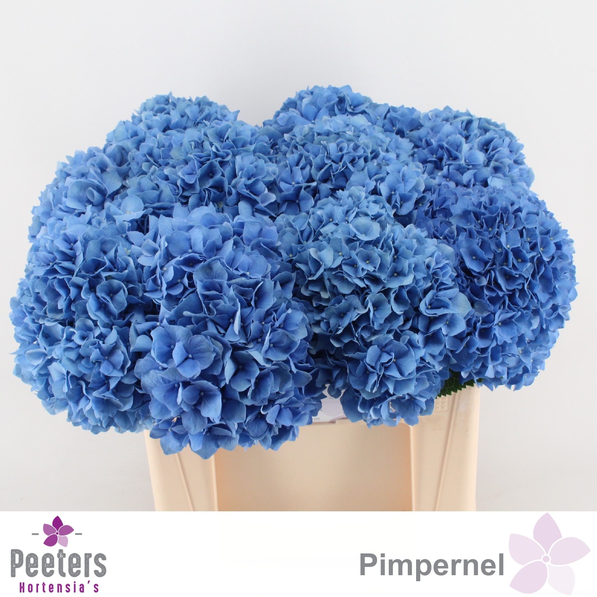 Гортензия Пимпернел 50, шт.