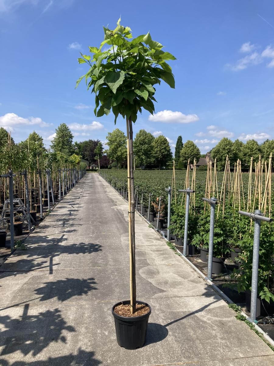 Catalpa bignonioides 'Nana', D 40 cm