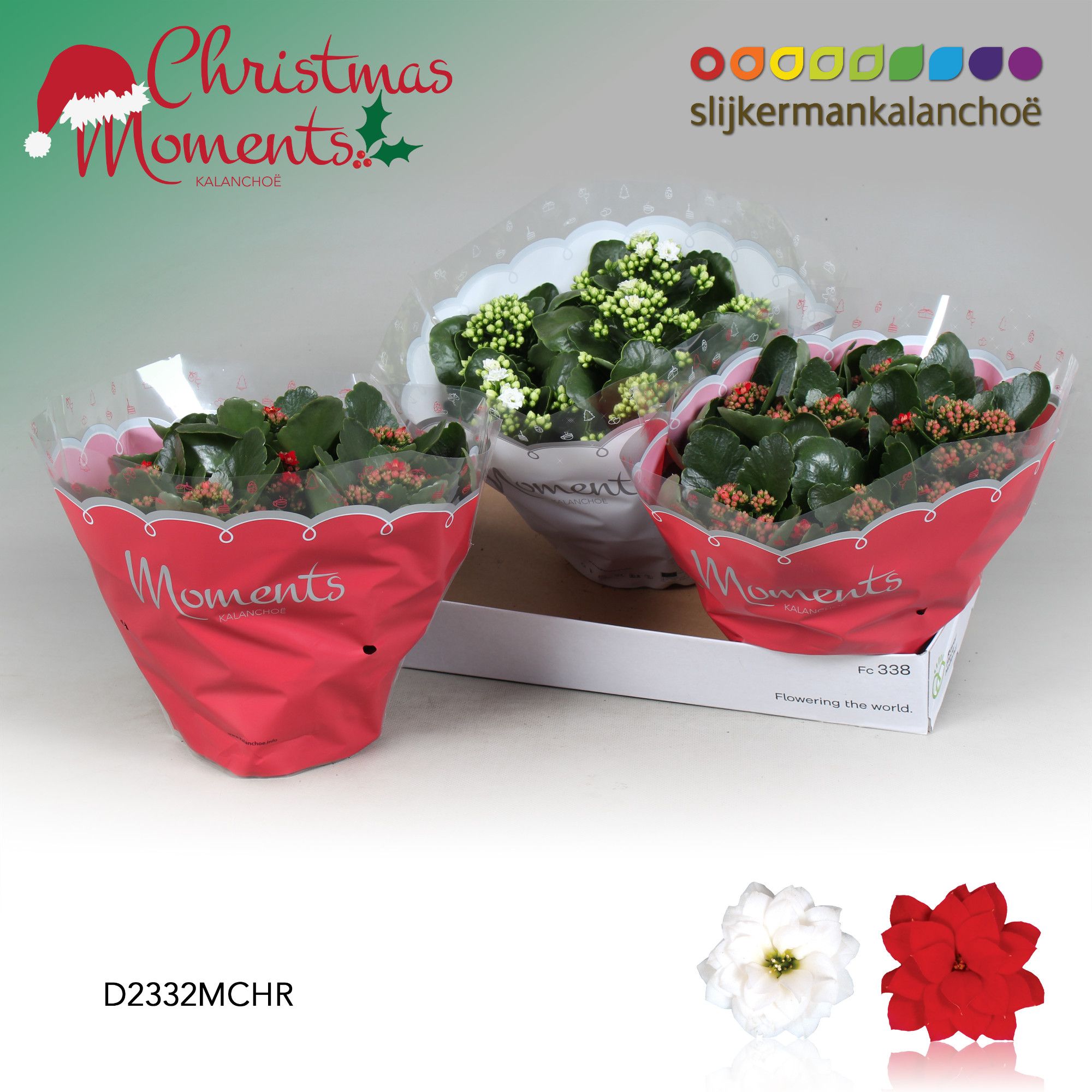 Kalanchoe Moments - Christmas Red en White MIX - kerst, D 23 cm Kalanchoe Moments - Christmas Red en White MIX - kerst, D 23 cm