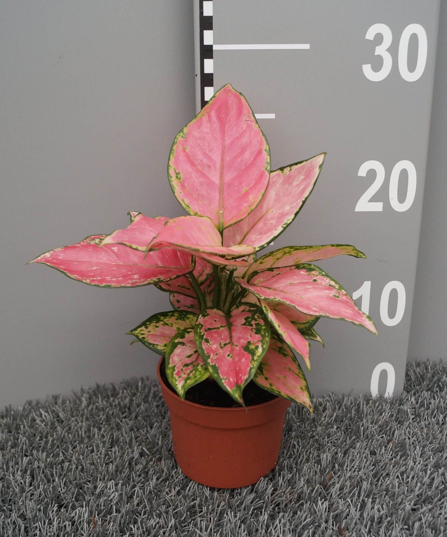 Aglaonema pink, D 10,5