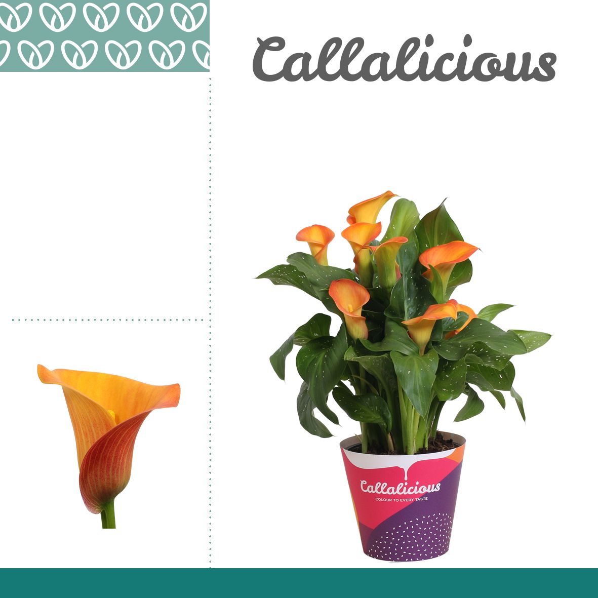 Zantedeschia (Calla) Oranje in Potcover, D 14
