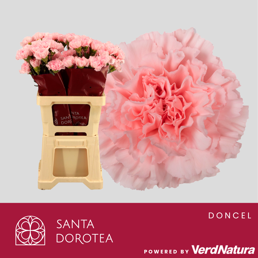 Диантус од. Донсел, шт.