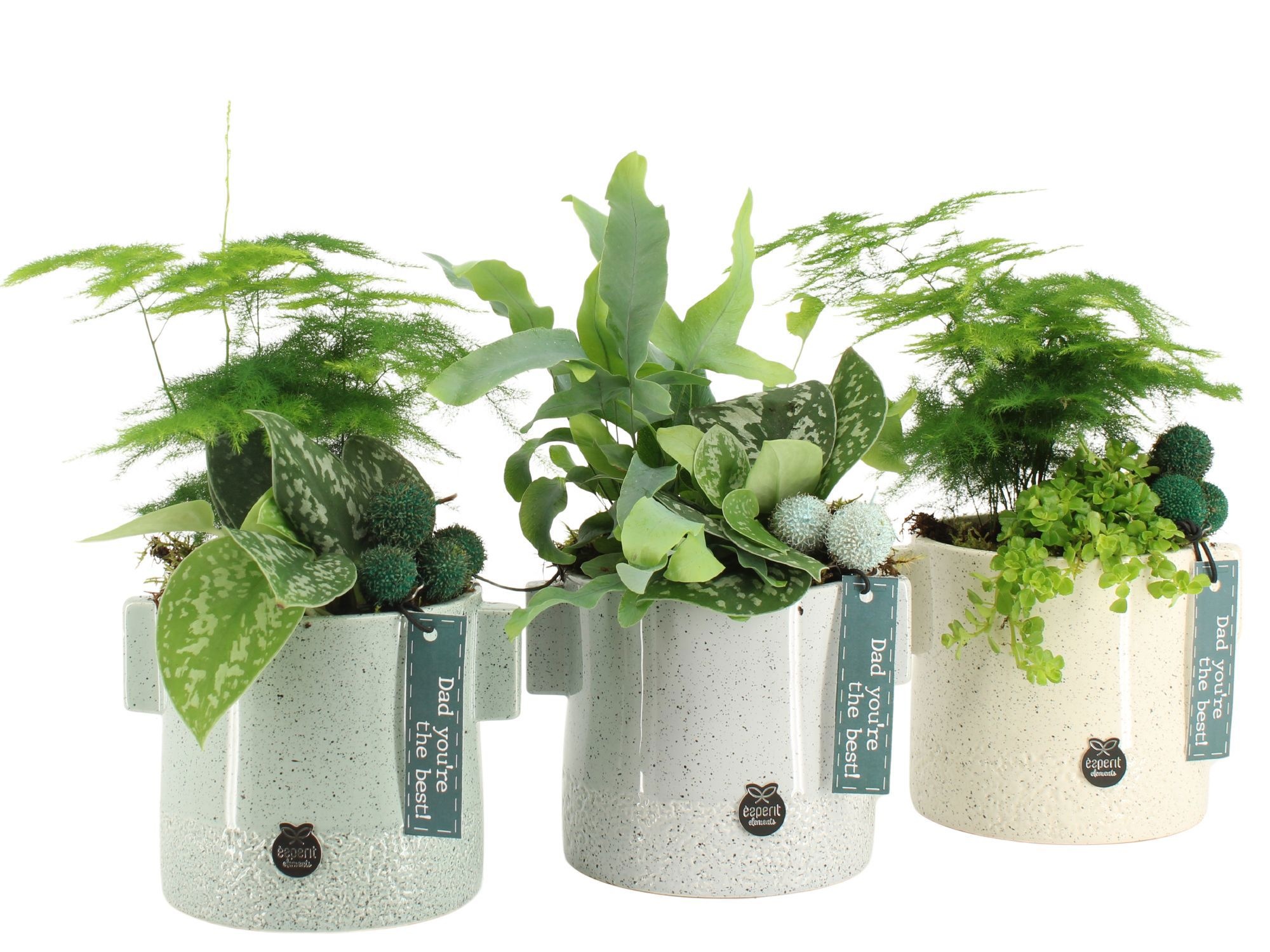 21758: Father's day arrangement, D 13