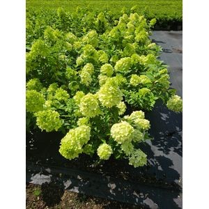 652 JK : Hydrangea Paniculata" Bon Fire " New variety, D 23