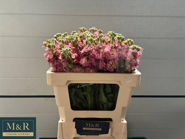 Маттиола од. Стокс Антик Роуз 55, шт.