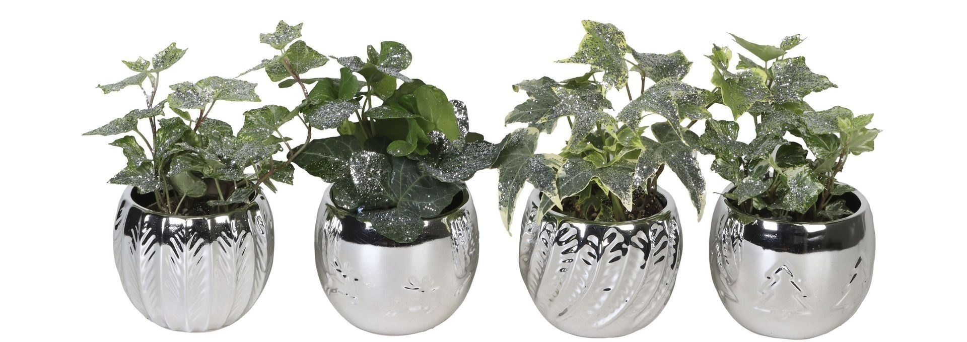 L 66426 With Hedera Helix Mix Glitter 6 cm, D 6