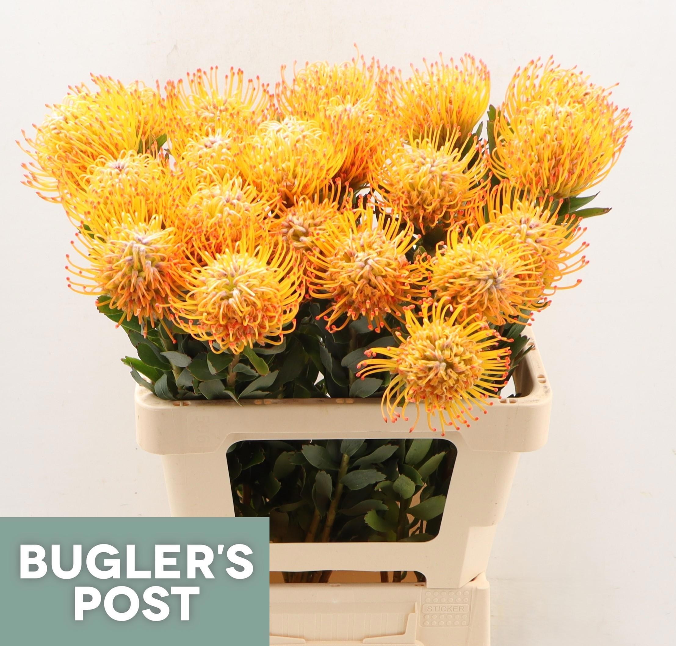 Нутанс Айоба Сан 60, шт.