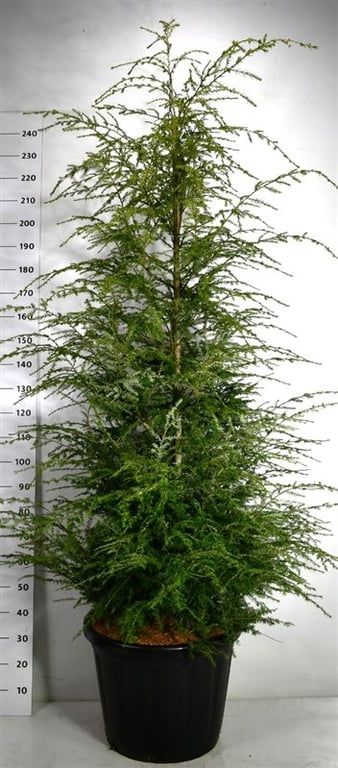 Tsuga canadensis, D 58