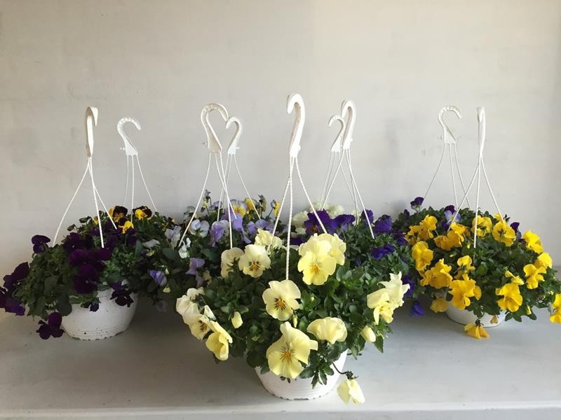 VIOLA WITTROCKIANA-HYBRID 'COOL WAVE', D 21