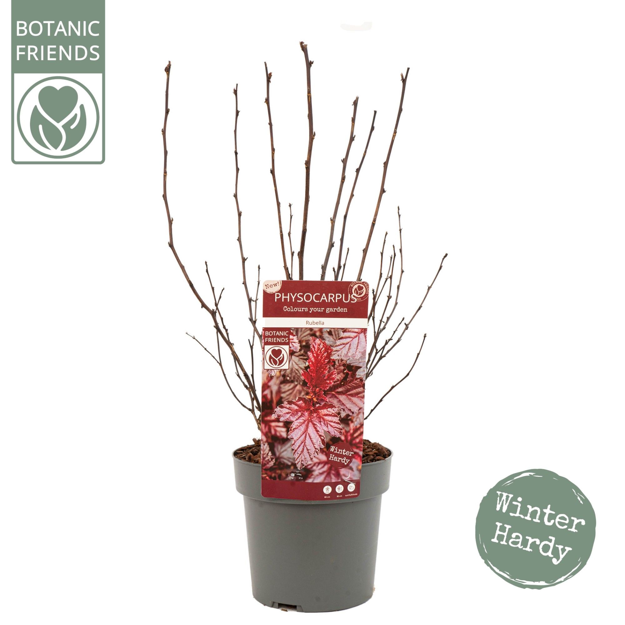 Physocarpus opulifolius 'Rubella'®, D 19