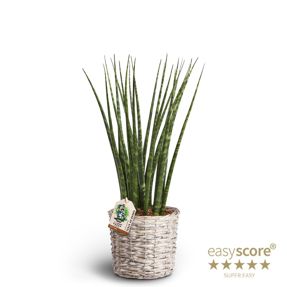 Basket, Sansevieria ´Fernwood´, D 16