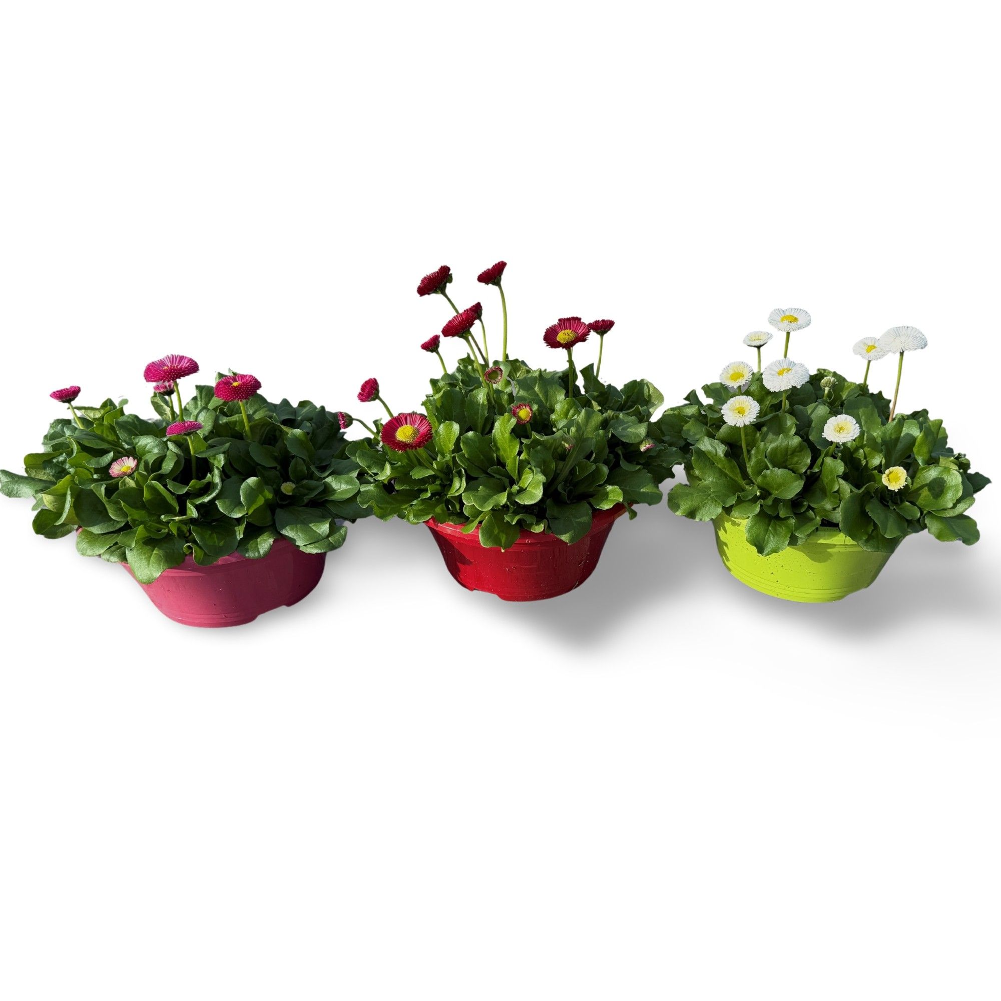 Bellis Schaal Mix 21 CM, D 21