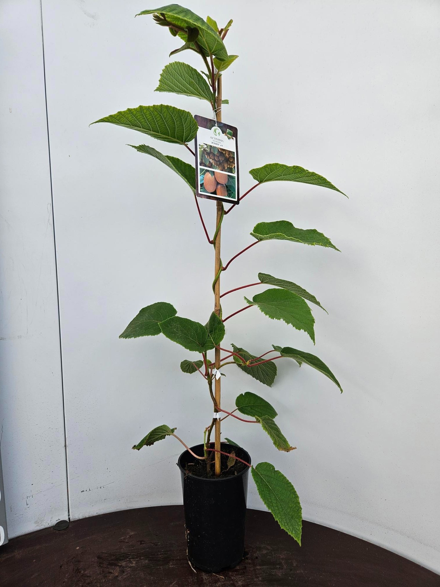 Actinidia deliciosa Jenny, D 13 cm