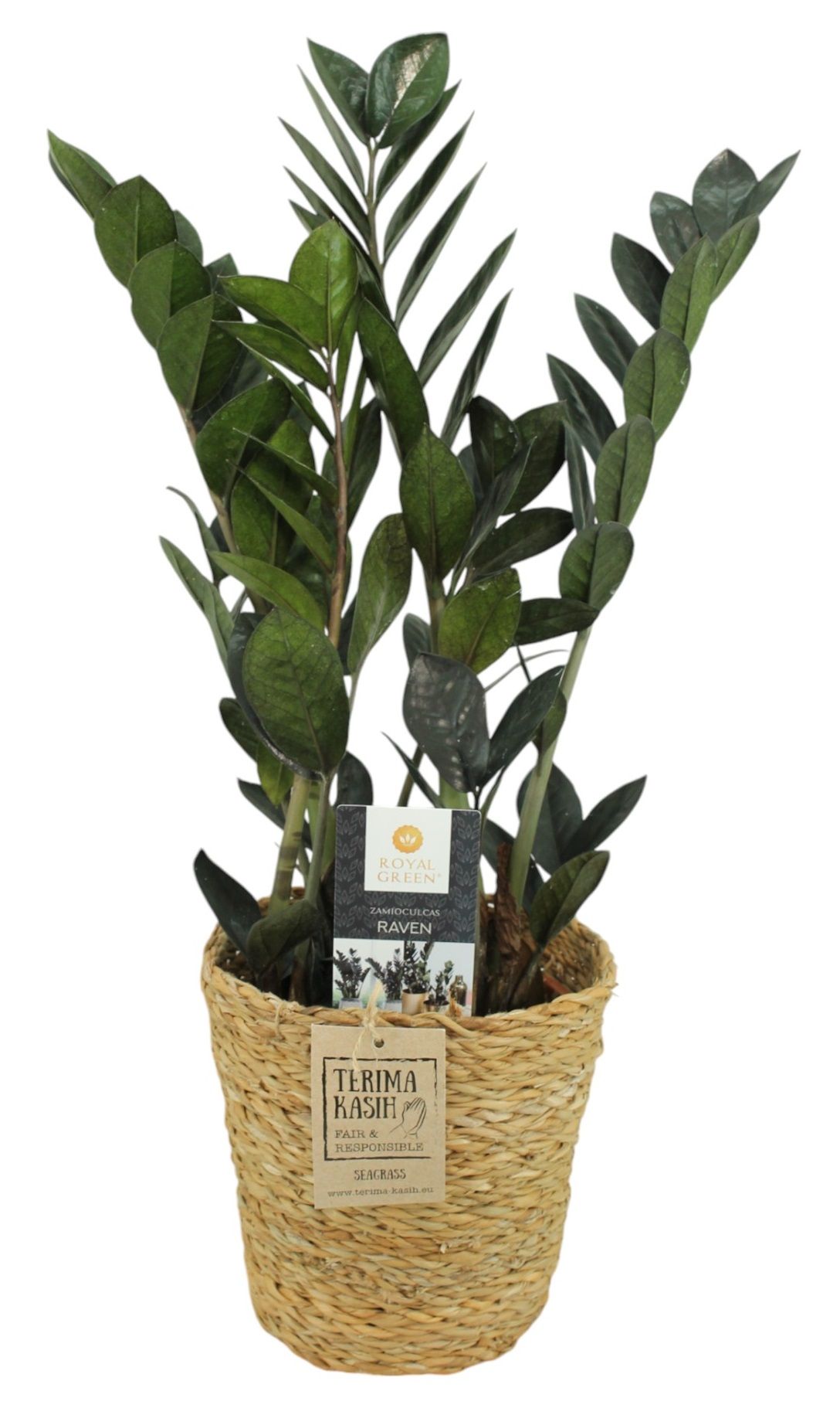 Zamioculcas Raven 14cm in seagrass mand, D 14