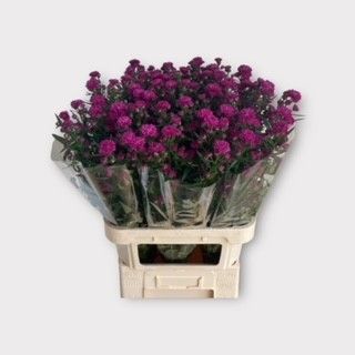 Астер Флэш 85, шт.