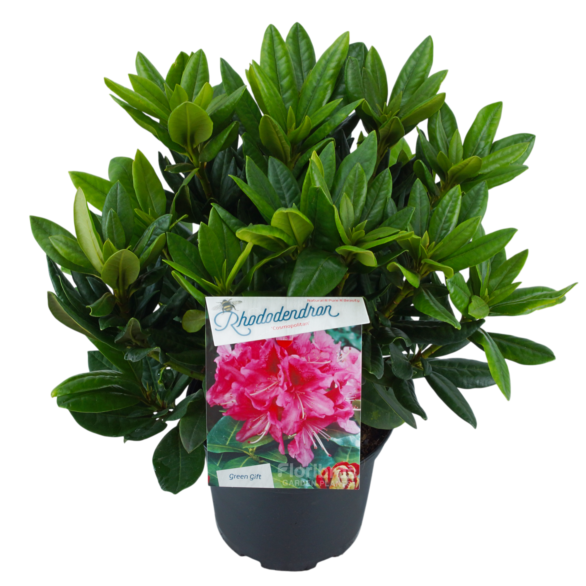 Rhodo. 'Cosmopolitan' pink, D 23