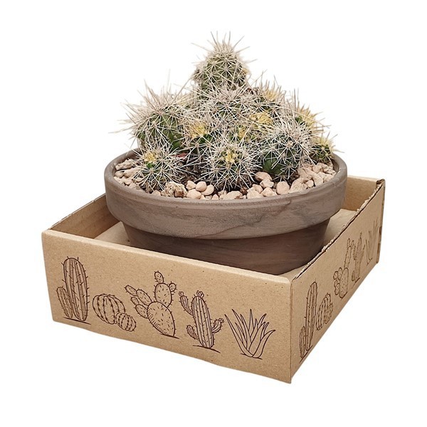 ECHINOCEREUS PARKERII - BASALT BOWL Ø 15-IN CARDBOARD BOX 15X15 CM (CACTUS, D 15
