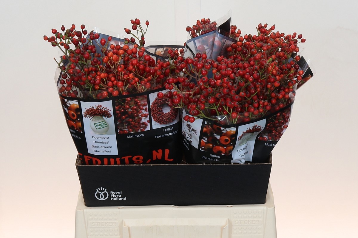 Рузботель Роузфрут Элит 45, шт.