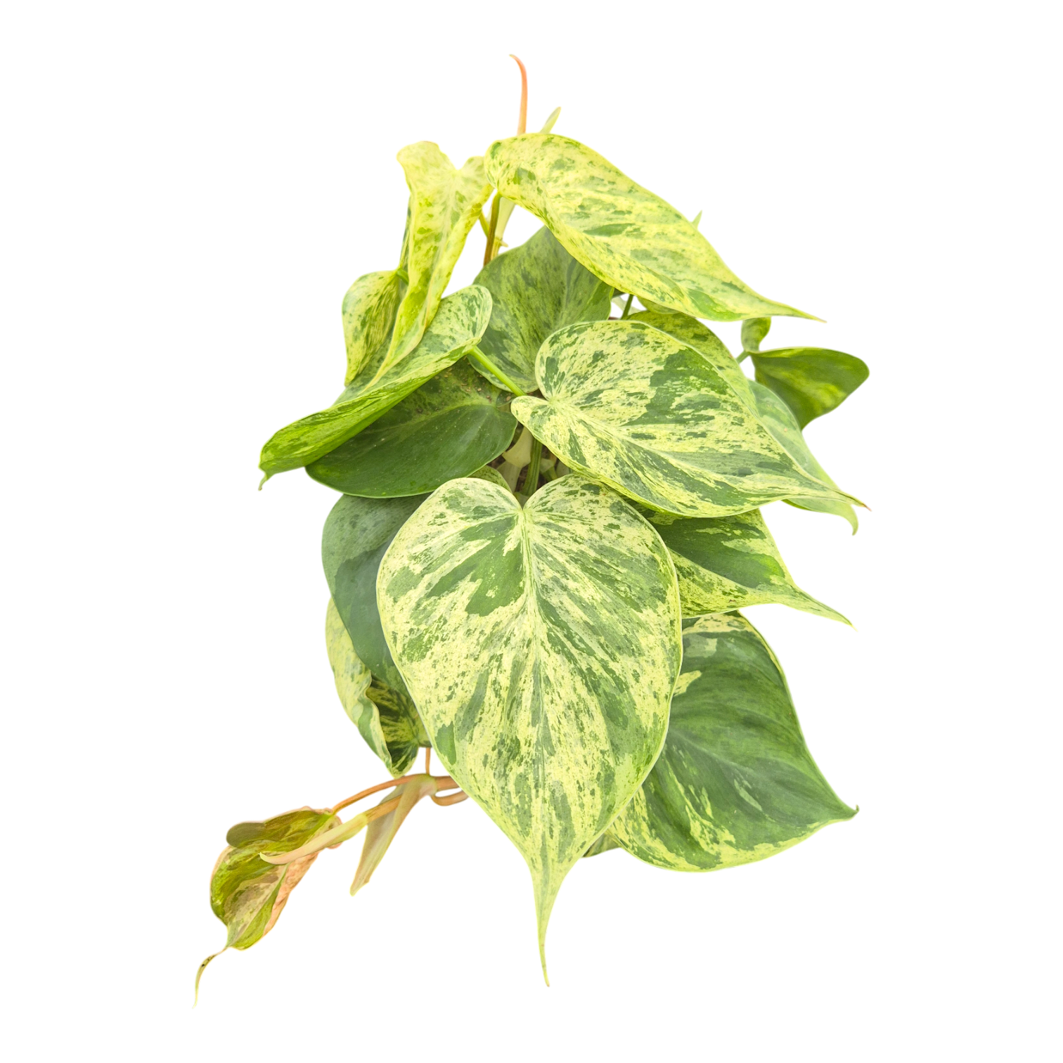 Philodendron Hederaceum Variegata, D 12